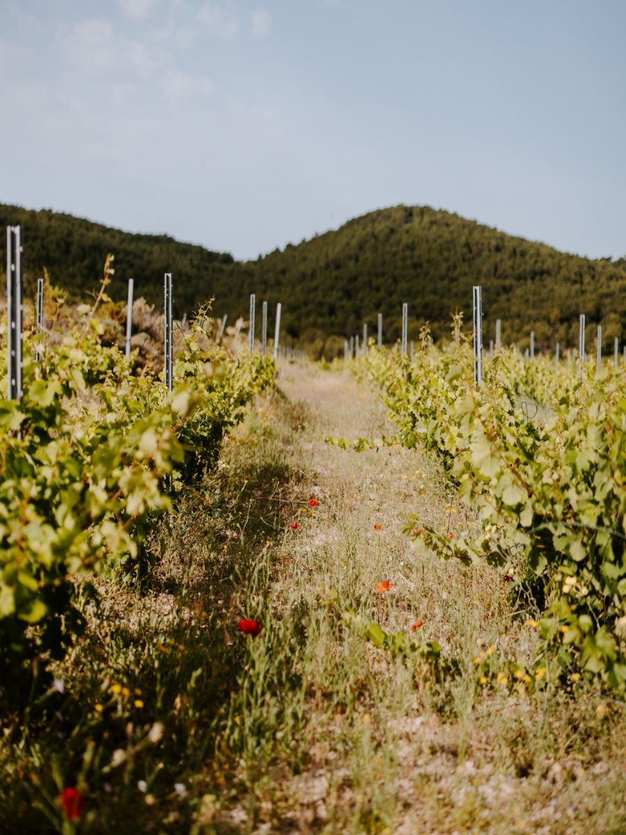 Siete Bancales vineyards in the Sierra de Aitana